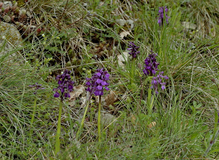 Orchidee del Casentino 2009